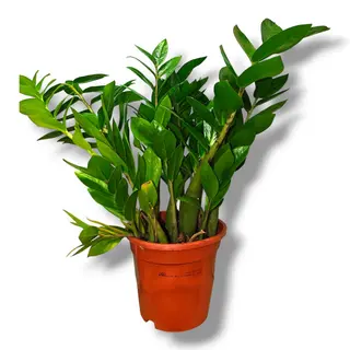 Zamioculcas
