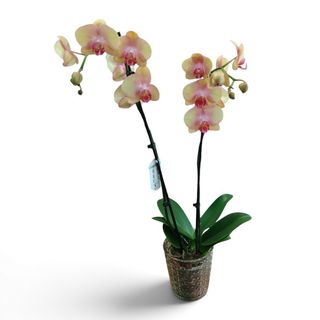 Orquídea rosa amarilla
