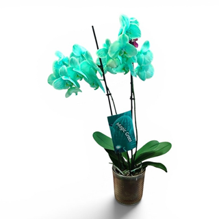 Orquídea Verde