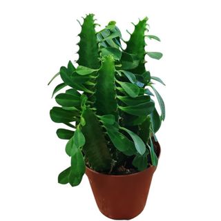 Planta Euphorbia