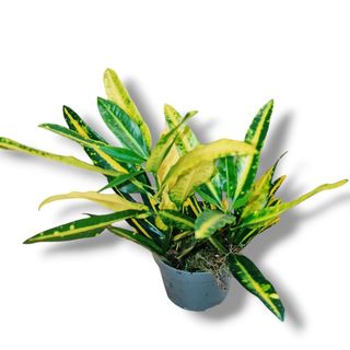 Planta Kalanchoe