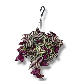 Tradescantia