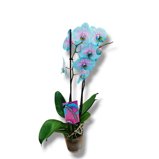 Orquídea