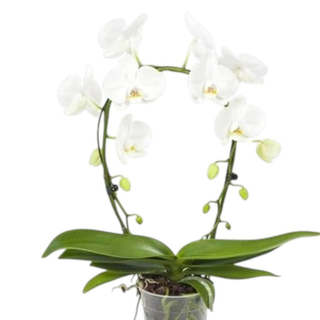 Arco orquídea blanca