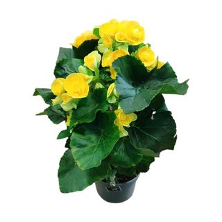 Begonia Amarilla