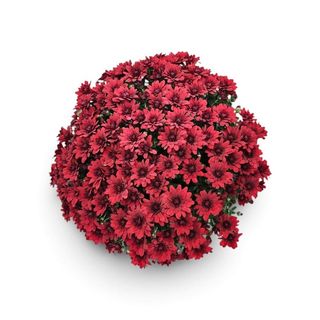 PLANTA CRISANTEMO ROJO