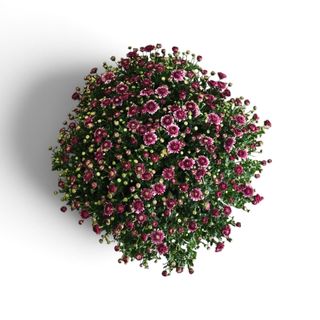 Planta crisantemo morada