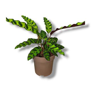 Calathea