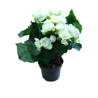 Begonia Blanca