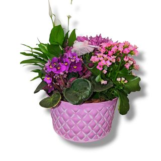 Caja latón  plantas