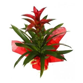 Bromelia Guzmania SIN  macetero
