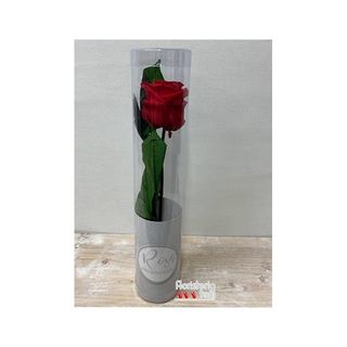 Rosa Preservada 35cm Roja