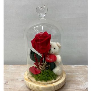 Cúpula de luz con rosa preservada y peluche