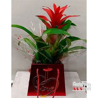 Bromelia Love