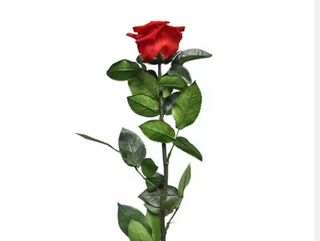 Rosa Eterna Mediana