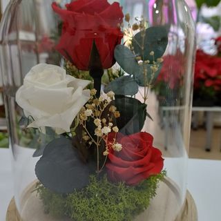 CÚPULA 3 ROSA PRESERVADAS
