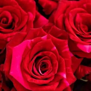 NOVEDAD "BOUQUET ROSA RED PANTHER"