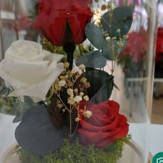 CÚPULA 3 ROSAS PRESERVADAS