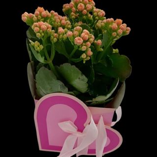 CAJA CORAZÓN CON KALANCHOE
