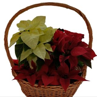 CESTA FLOR DE PASCUA