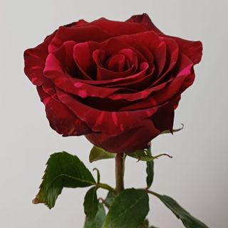 NOVEDAD "ROSA RED PANTHER"