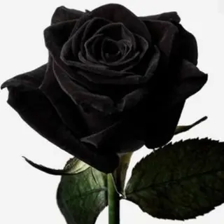 ¡NOVEDAD! ROSA NEGRA