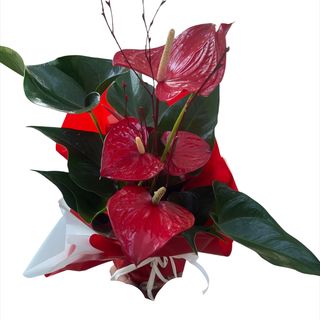 Planta anthurium