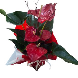 Planta de anthurium rojo