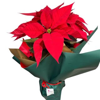 POINSETTIA ( PLANTA DE NAVIDAD)