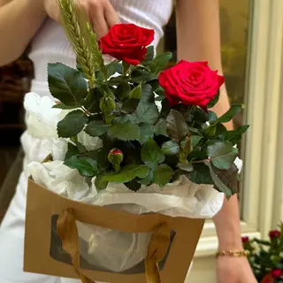 Rosal Rojo