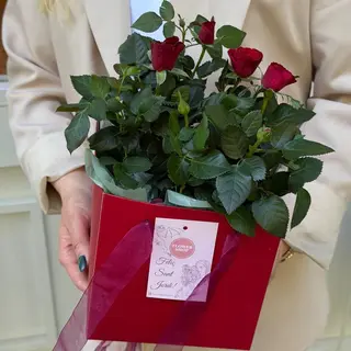 Rosal Rojo
