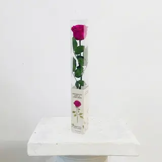Rosa Fucsia Eterna Preservada