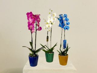 Orquídea Grande Sorpresa "8M"