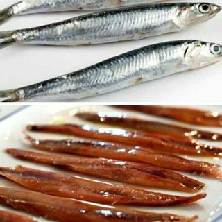ANCHOAS DE SANTONA
