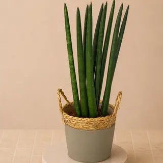 Sansevieria