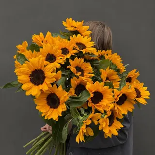 20 Girasoles