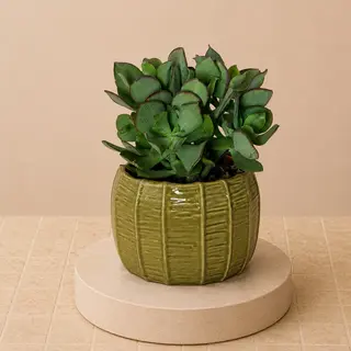 Suculenta Verde