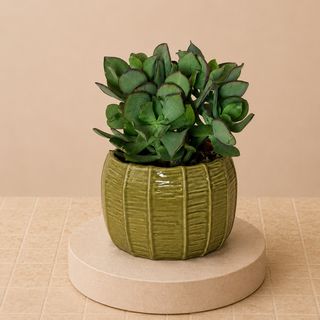 Suculenta Verde