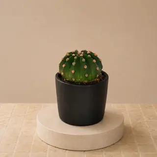 Cactus S