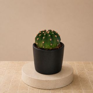 Cactus S