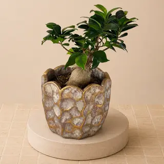 Bonsai