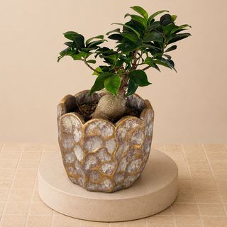 Bonsai