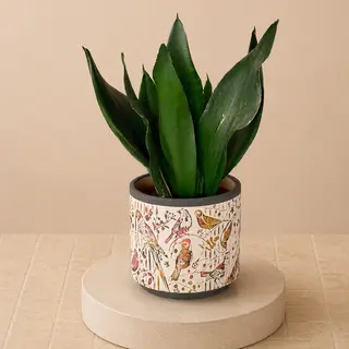 Sansevieria Hoja Plana