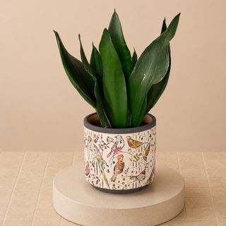 Sansevieria Hoja Plana