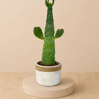 Cactus Plano