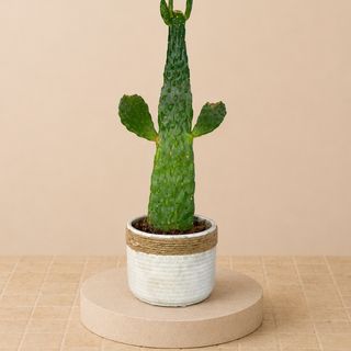 Cactus Plano