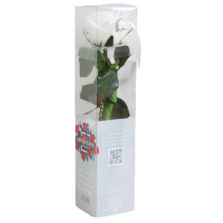 Rosa Preservada Blanca