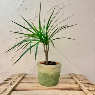 Dracaena