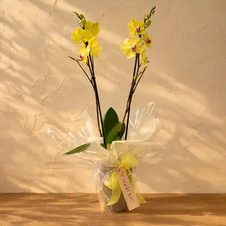 Orquídea
