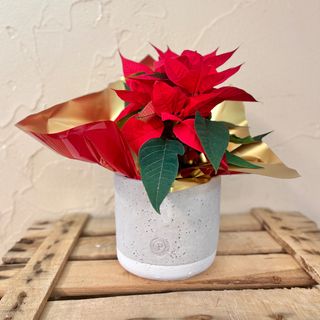 Flor de Navidad peque